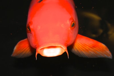 红的宠物鱼的照片
